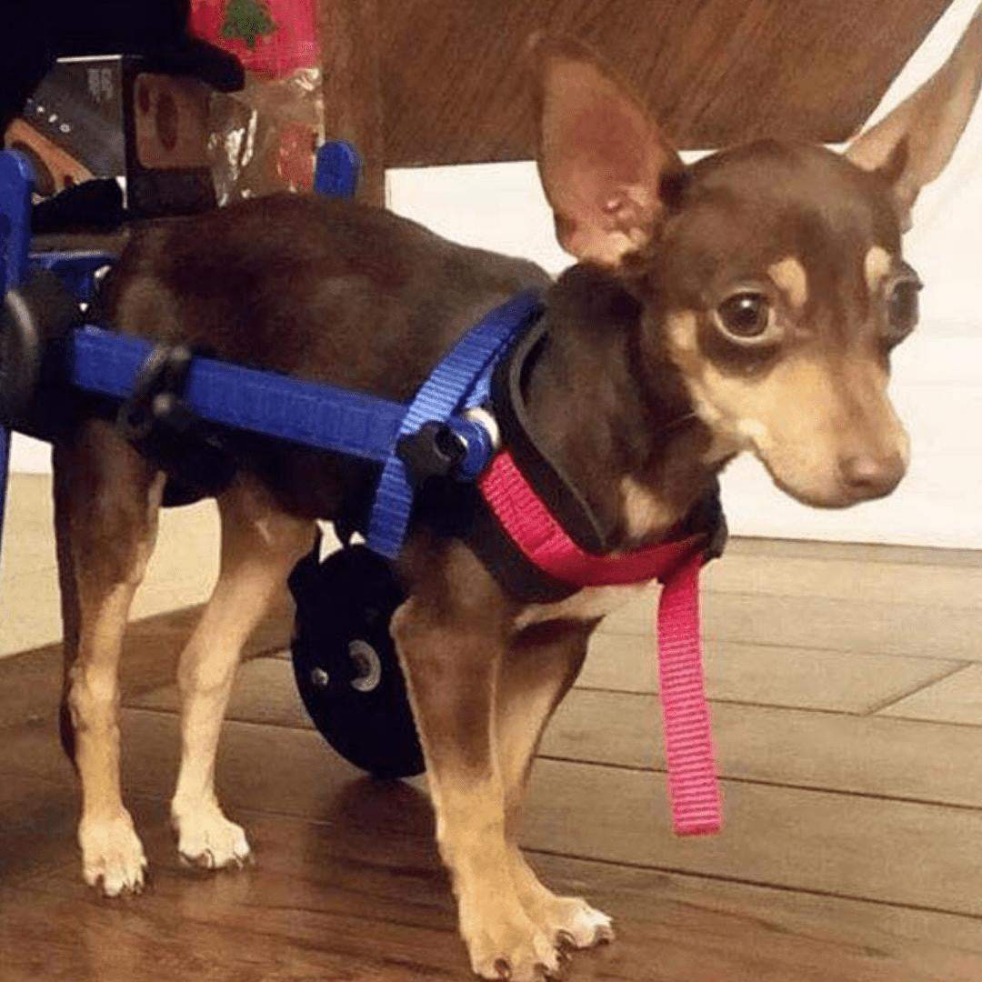 Walkin' Wheels MINI Dog Wheelchair for small pets, durable and adjustable rear support