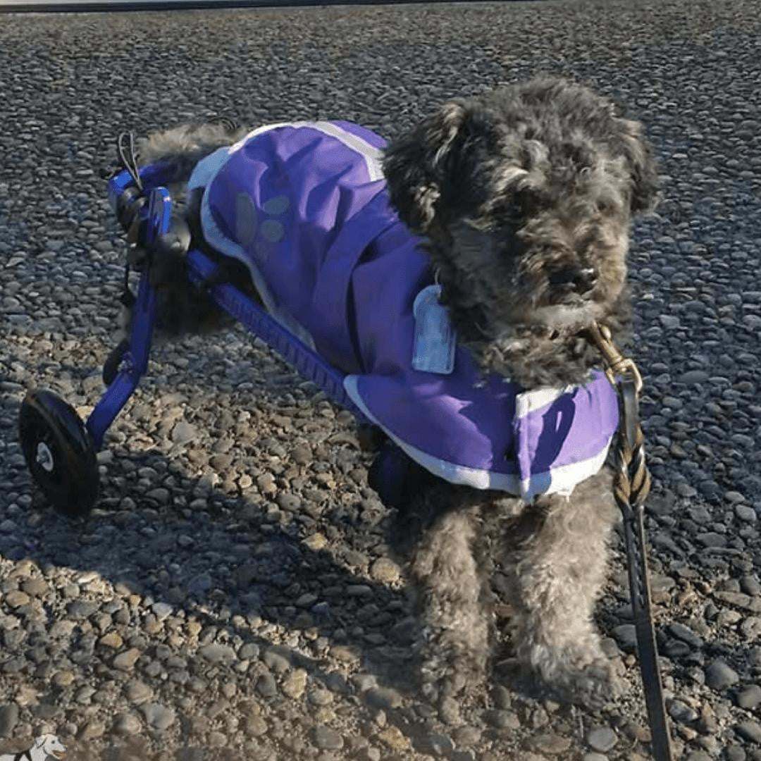 Walkin' Wheels MINI Dog Wheelchair in blue for small pets weighing 2-10 lbs, fully adjustable and lightweight