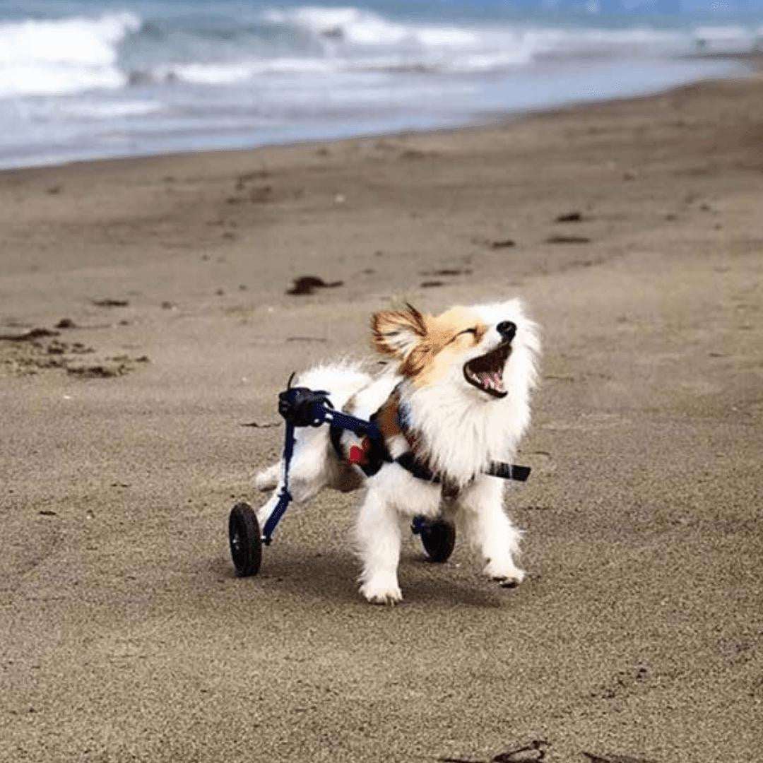 Blue Walkin' Wheels MINI Dog Wheelchair for small pets with adjustable lightweight frame
