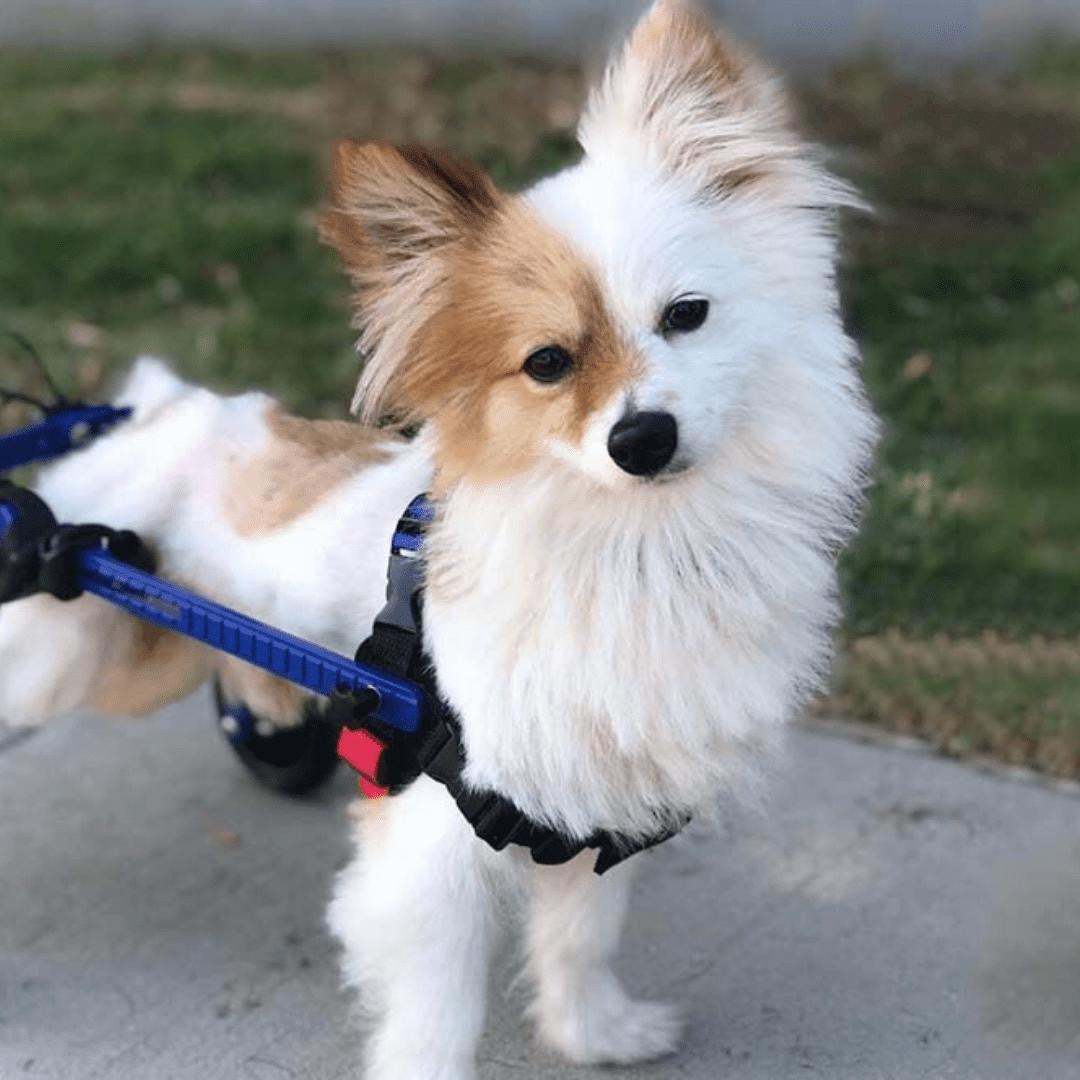 Walkin' Wheels MINI Dog Wheelchair for small dogs and pets, adjustable and lightweight rear support frame in blue