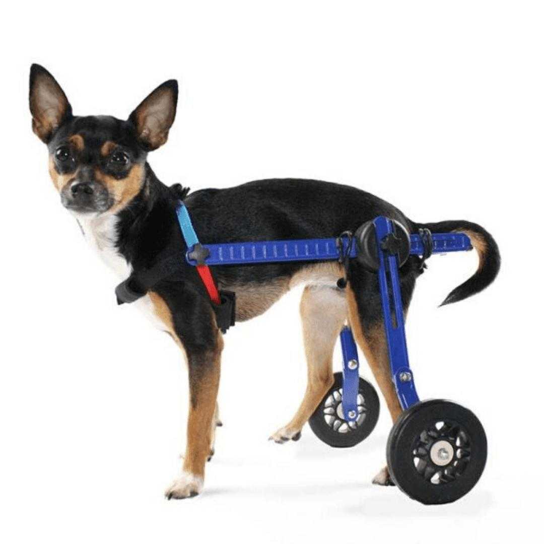 Walkin' Wheels MINI Dog Wheelchair for small pets, adjustable rear support.