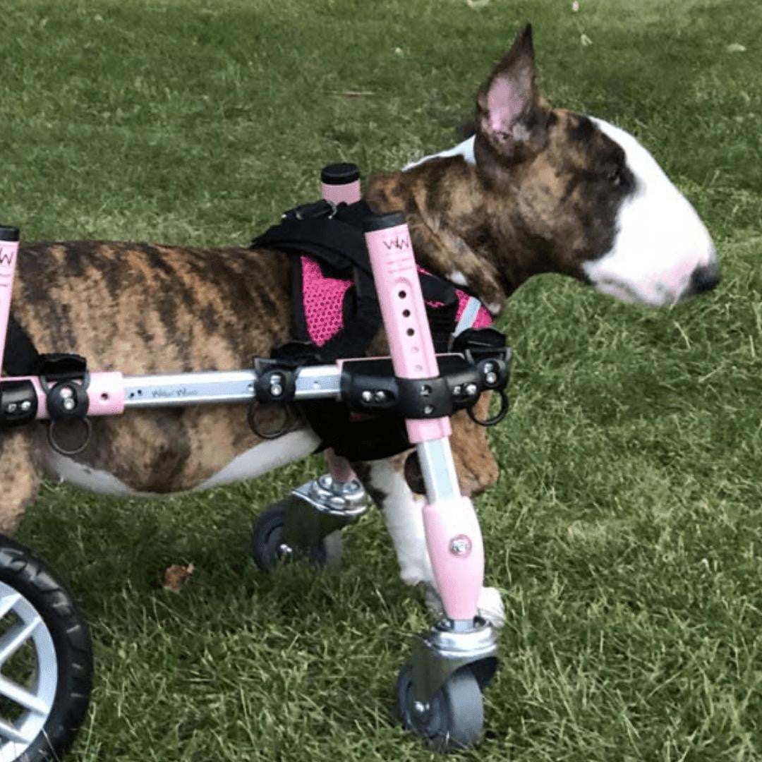 Walkin’ Wheels Small Front Wheel Attachment logo for pet wheelchair conversion