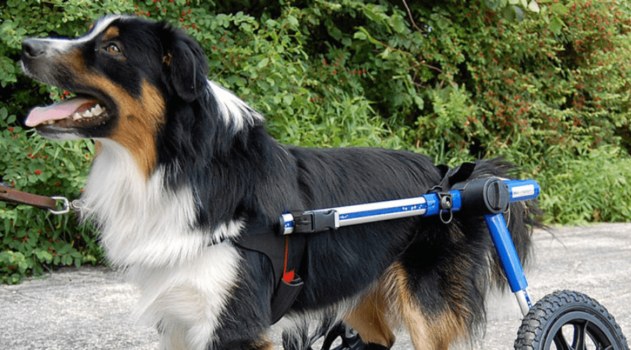 Large dog Wheelchair