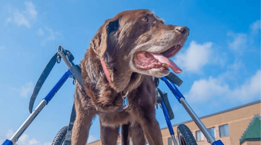 Dog Wheelchairs