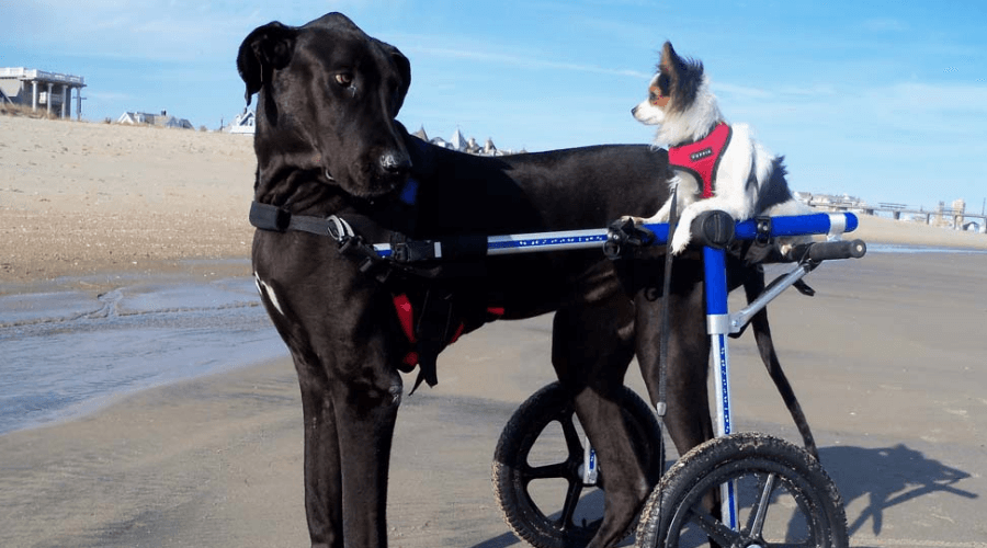 Dog Wheelchairs