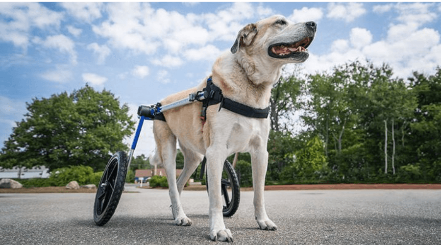 Dog wheelchairs, Walkin Wheels