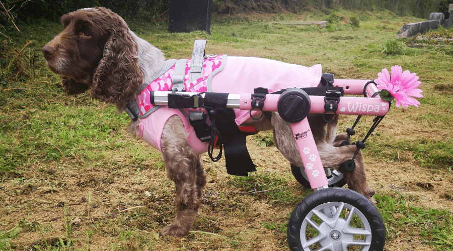 Pink Dog Wheelchairs