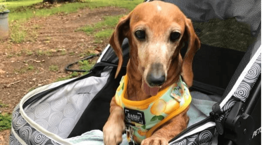 dachshund in Allure Dog Pram