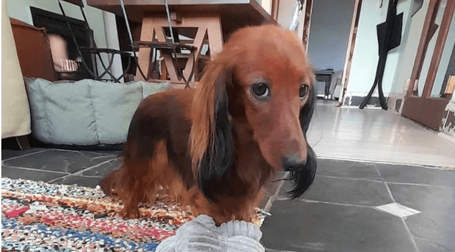 Miniature Dachshund 