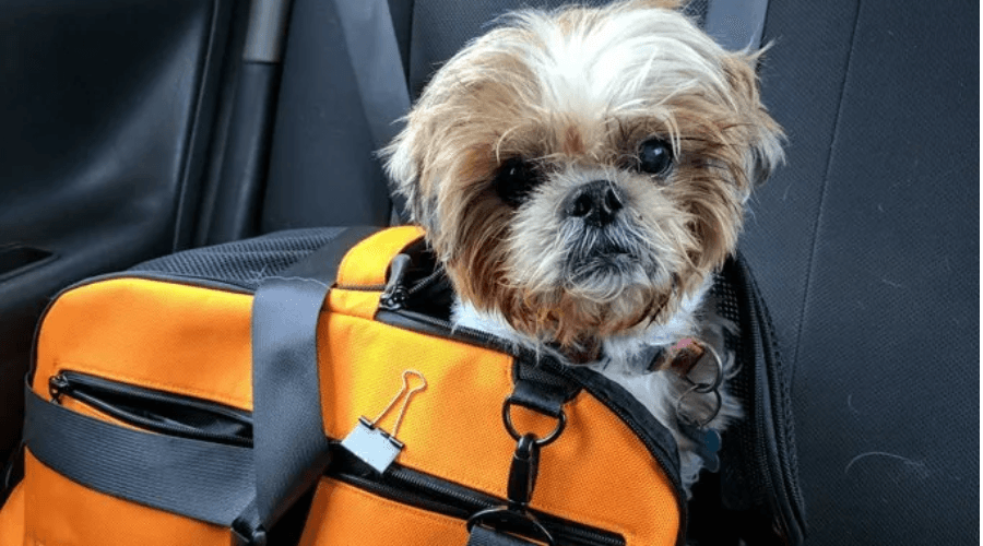 Sleepypod AIR Pet Carrier - airline approved. 