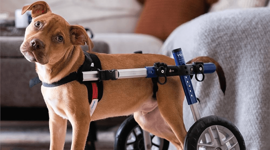 Dog In Medium Wheelchiar