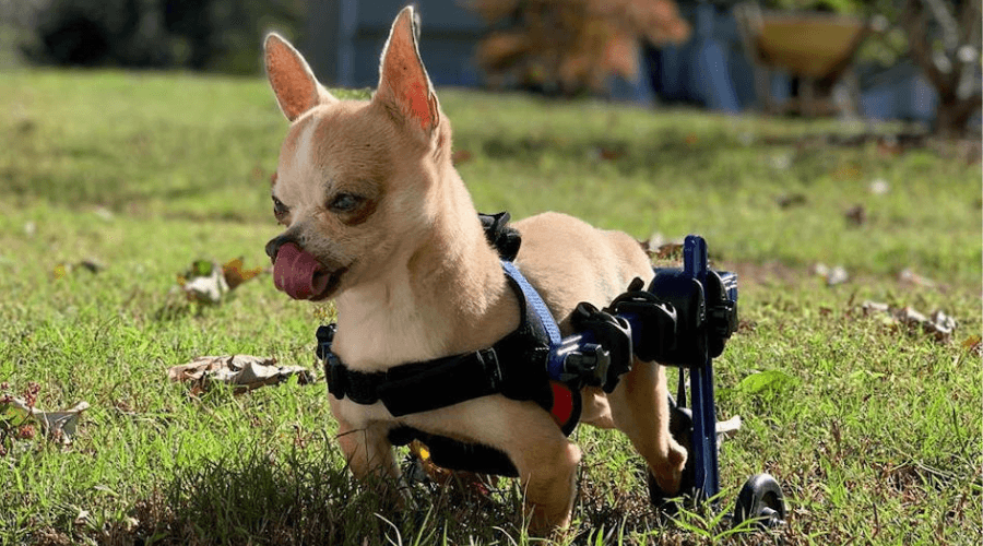 Dog In Small Wheelchair