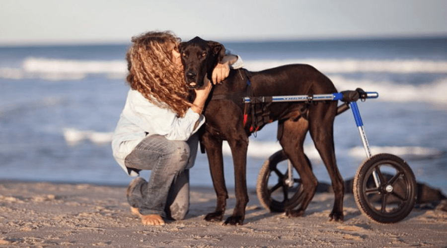 Rear Dog Wheelchair for Giant Breeds