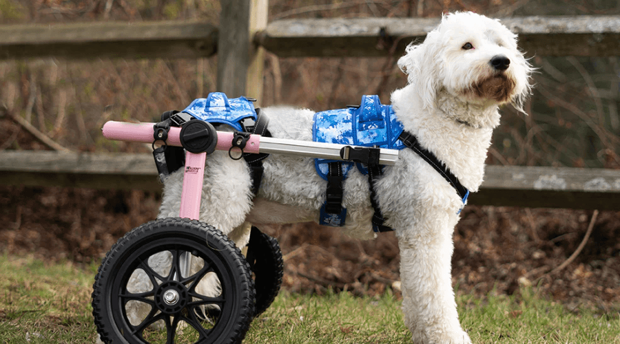 Large rear wheelchairs