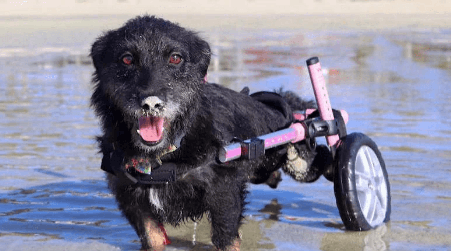 Small wheelchairs for back weak legs